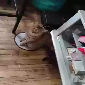 lost female cat soti'