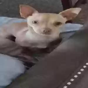 lost male dog guero
