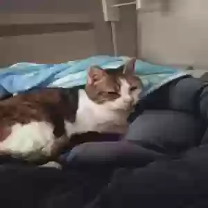 lost female cat pretty girl