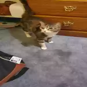 lost female cat juicy