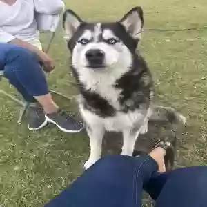 lost male dog blue