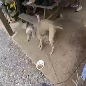 found male dog simba