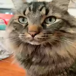 lost male cat noodle