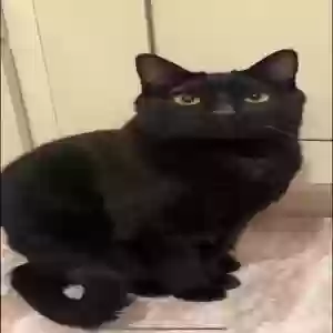 lost male cat jinx