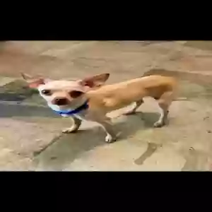 lost male dog dobby