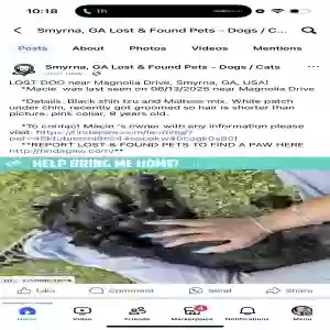 lost female dog unknown