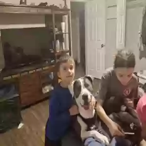 lost male dog ranger