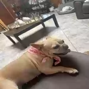 lost female dog gorda