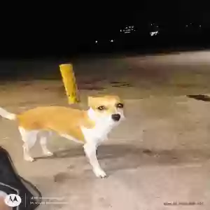 lost female dog miracle