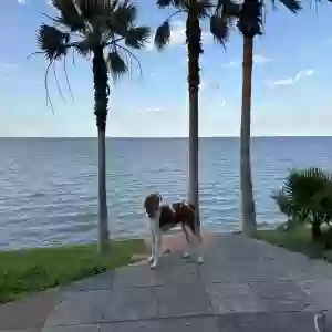 lost female dog nora