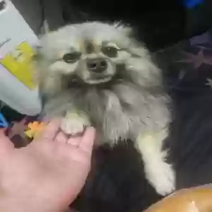 lost male dog max