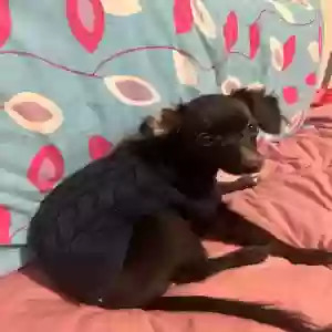 lost male dog levi