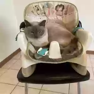 lost male cat tito
