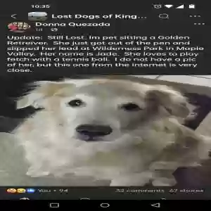 lost female dog jade