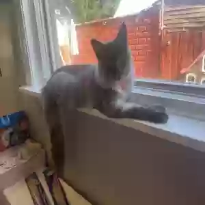 lost male cat storm