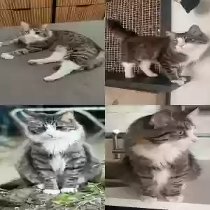 lost male cat levi