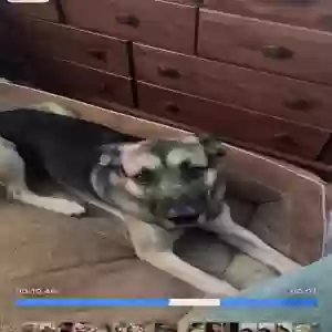 lost male dog rocko
