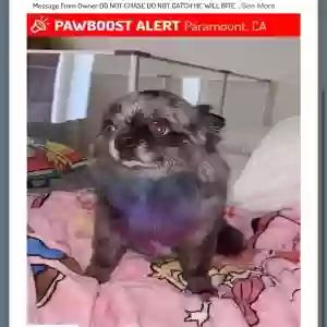 lost male dog kovu