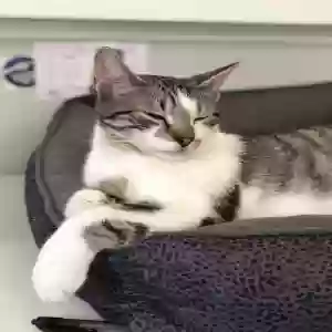 lost male cat gabe / boomer