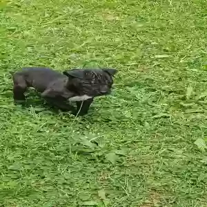 lost female dog bully