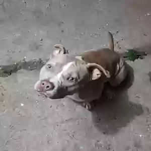 lost female dog doja