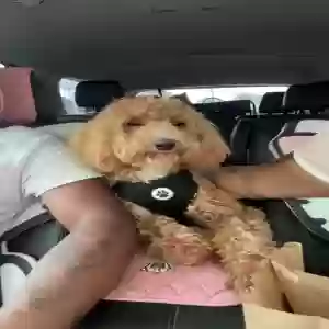 lost male dog bentley