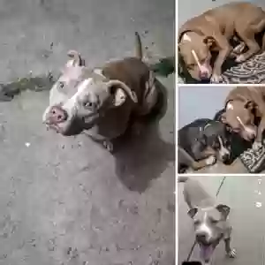 lost female dog doja