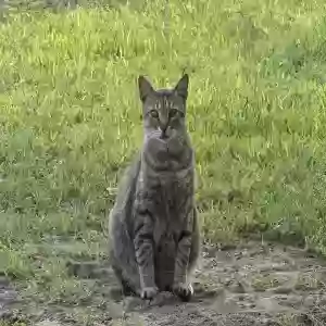 lost male cat baby