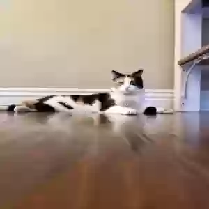 lost female cat unknown