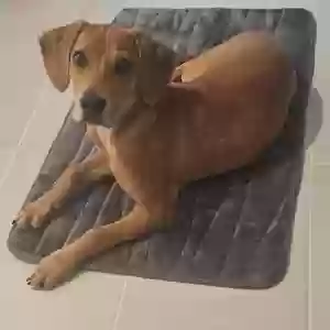 found female dog unknown