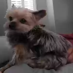 lost male dog ace
