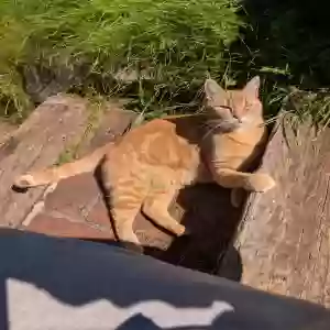 lost female cat stevie nyx
