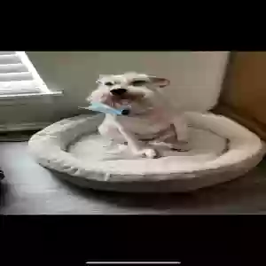 lost female dog bella