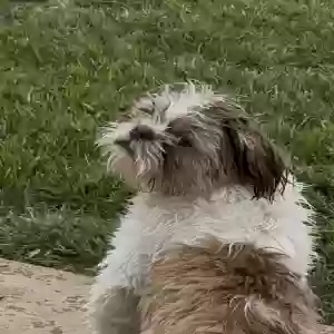lost male dog luka