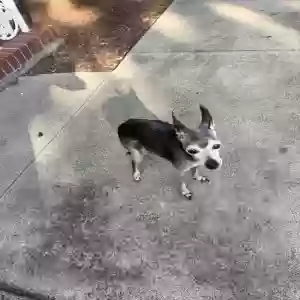 lost female dog penny