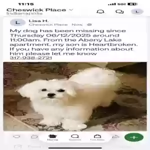 lost male dog bryx