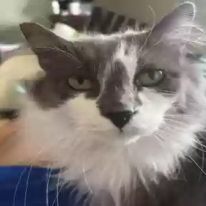 lost male cat romeo