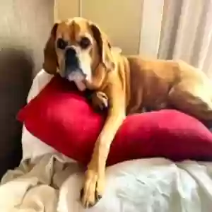 lost female dog rosie (rosemary)