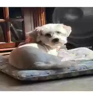 lost female dog maximina