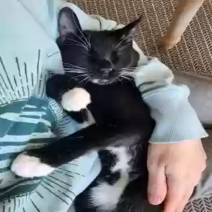 lost male cat oreo