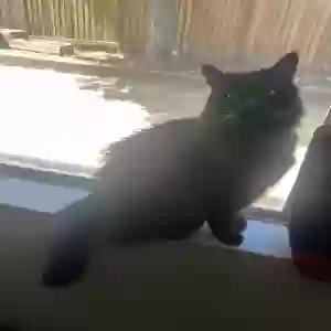 lost male cat jet