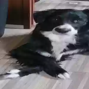 lost female dog dixie
