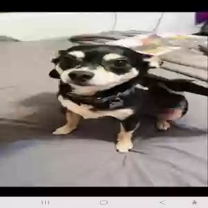 lost male dog jax