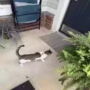 lost female cat mamacat