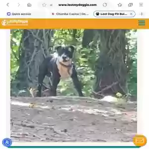 lost male dog smoke
