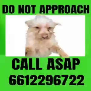 lost male dog perruchin