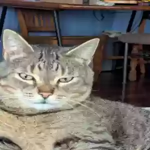 lost male cat curl