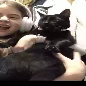lost male cat sparrow
