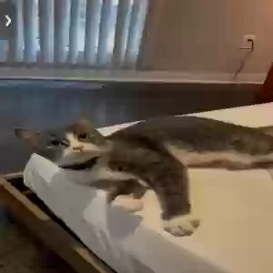lost female cat forest