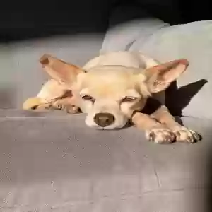 lost female dog honey
